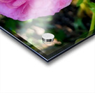 Ranunculus Acrylic print