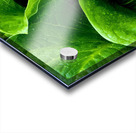 Skunk Cabbage Furls Acrylic print