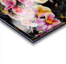 Orchids 1 Acrylic print