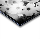 Flowering Dogwood Acrylic print