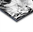 Frosty Oak Leaf Acrylic print