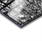 Evergreen Trident Acrylic print