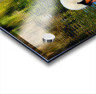 Swan 1 Acrylic print