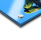 Nanday Parakeets Acrylic print