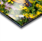 Monarch & Black Eyed Susan Acrylic print