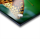 Butterfly On Thistle Acrylic print