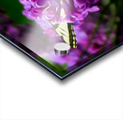 Swallowtail On Lilacs Acrylic print