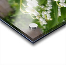 Lily Of The Valley Acrylic print