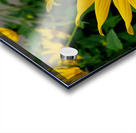 Bumblebee On Helianthus Acrylic print