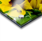 Sunflower Peek Acrylic print