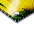 Sunflower Portrait 1 Acrylic print