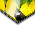 Sunflower Bumblebee Acrylic print