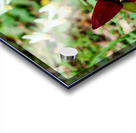 Red Trillium And Dutchmans Breeches Acrylic print