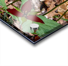 Trillium Acrylic print