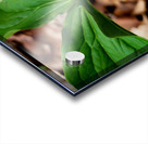 White Trillium Bud Acrylic print