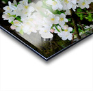 Apple Blossoms Acrylic print