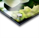 Magnolia Flower Acrylic print