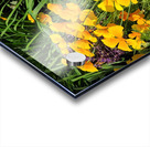 California Poppies Acrylic print