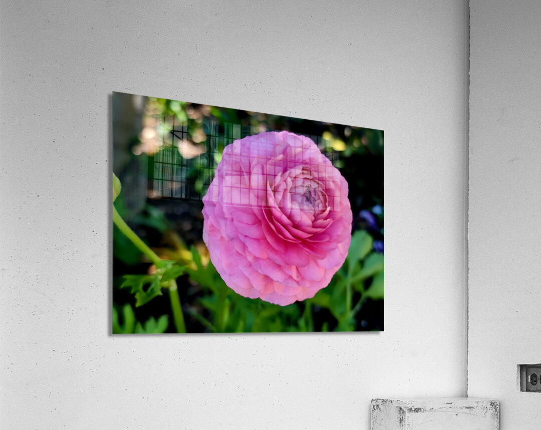 Ranunculus Acrylic Print