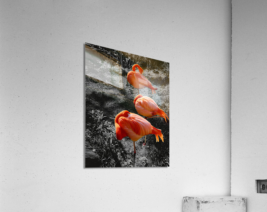 Flamingos Tucked Acrylic Print