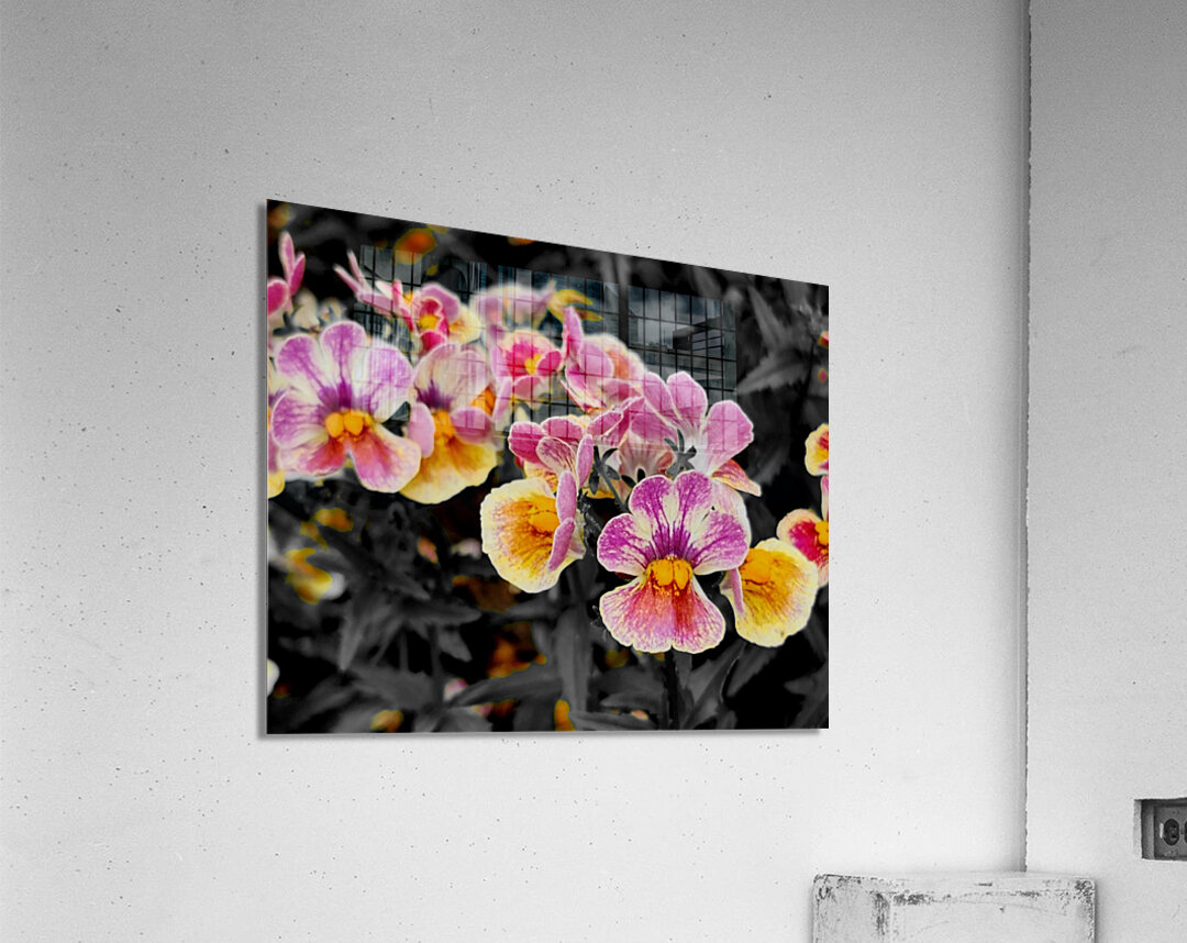 Orchids 1 Acrylic Print