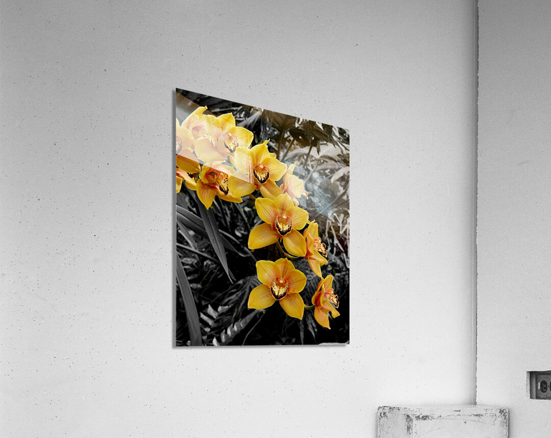 Orchids 3 Acrylic Print