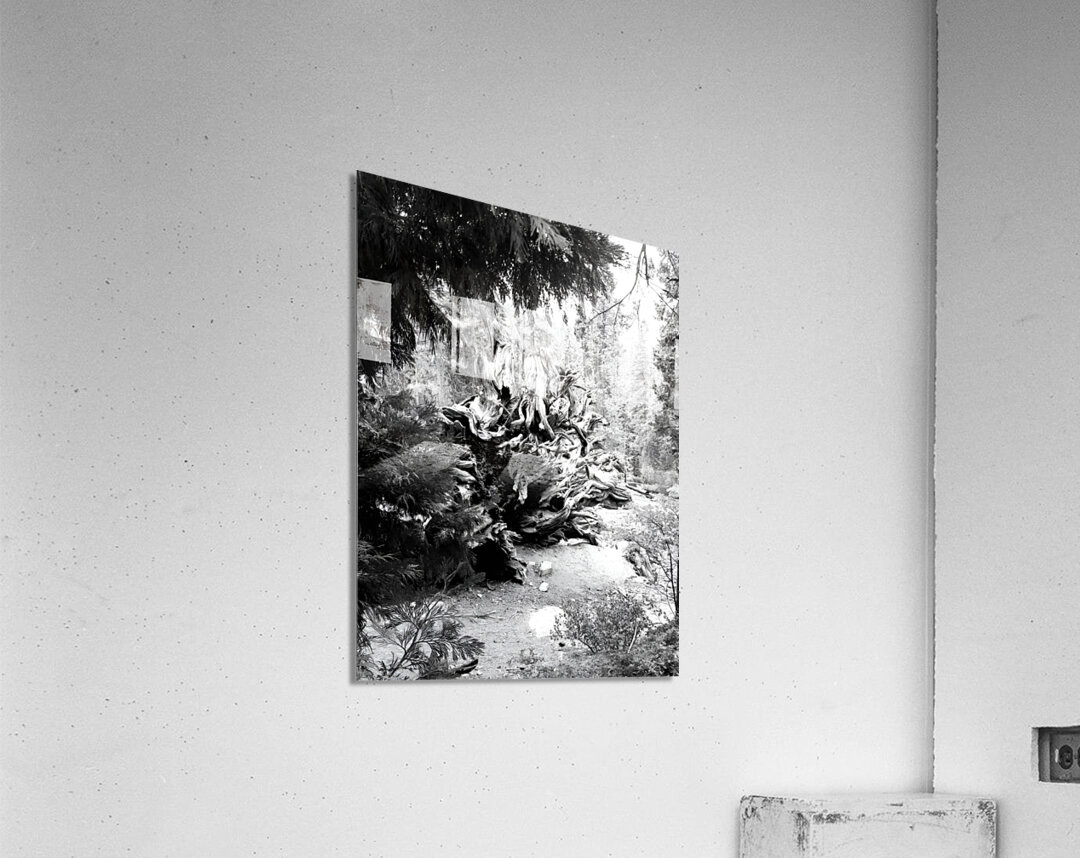 Sequoia Root Wad Acrylic Print