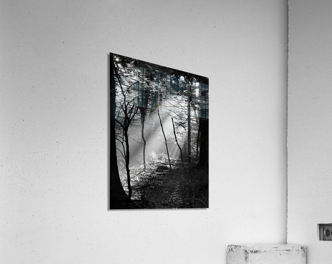 Morning Sunlight Acrylic Print