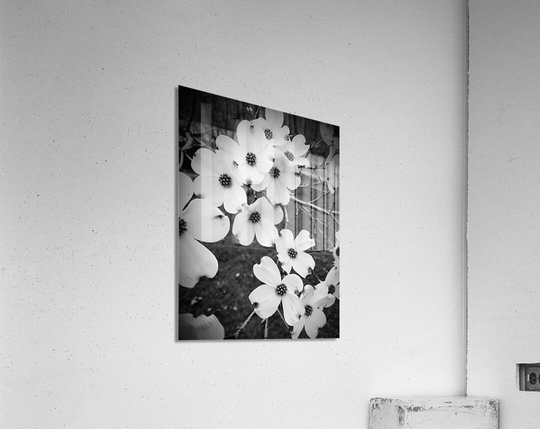 Flowering Dogwood Acrylic Print