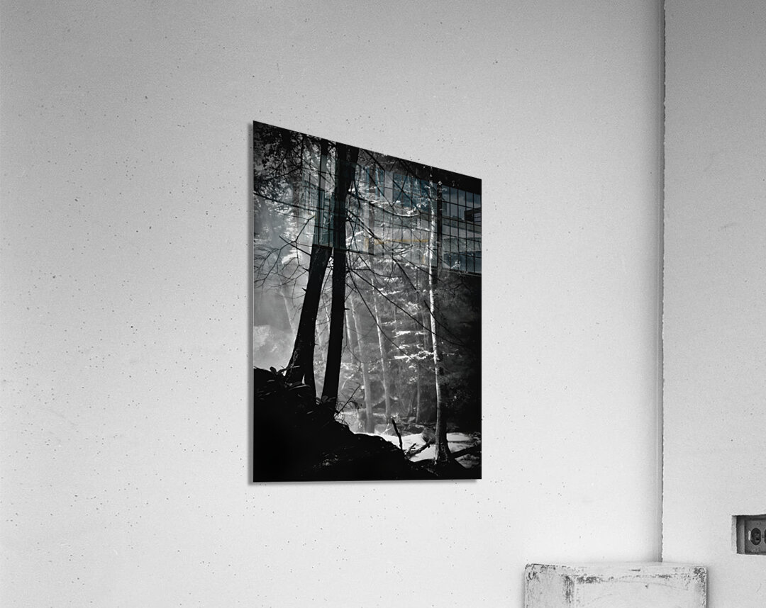 Forest Light Acrylic Print