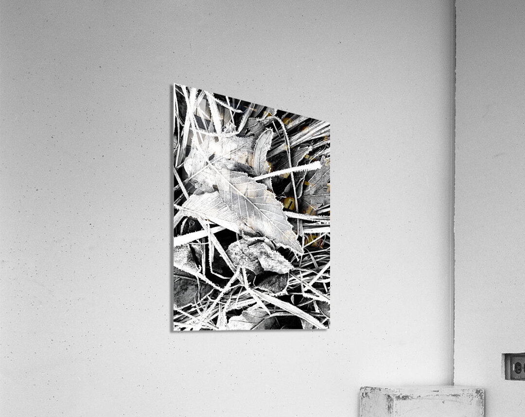 Frosty Oak Leaf Acrylic Print