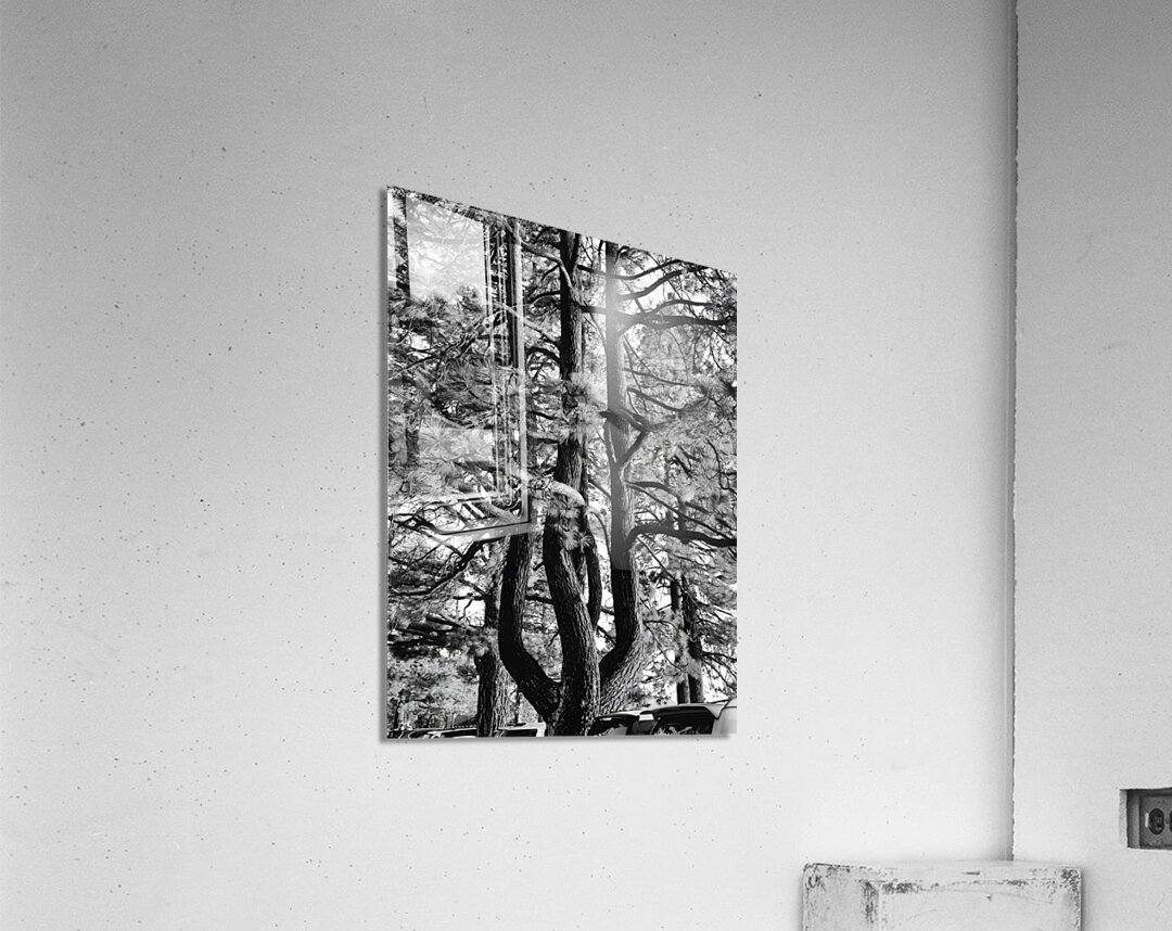 Evergreen Trident Acrylic Print