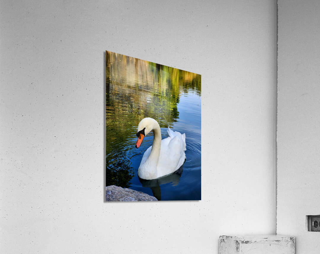Swan 1 Acrylic Print