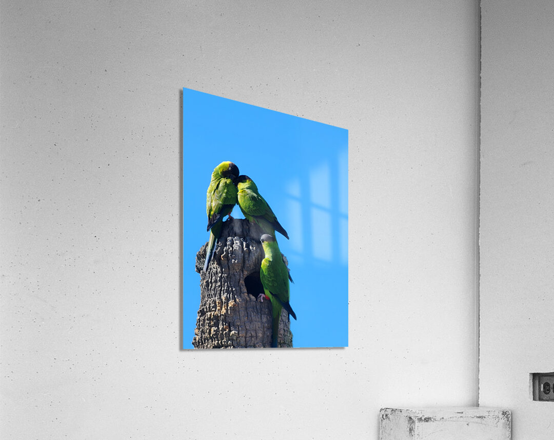 Nanday Parakeets Acrylic Print