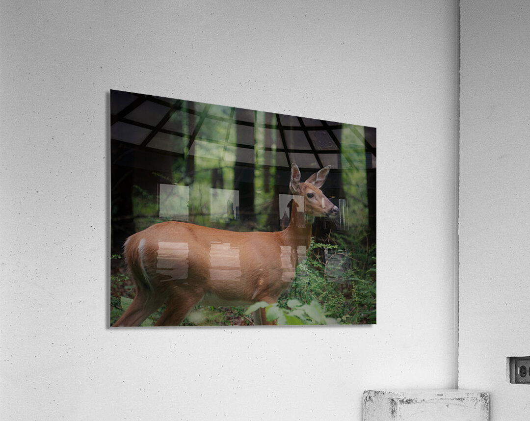Doe Acrylic Print