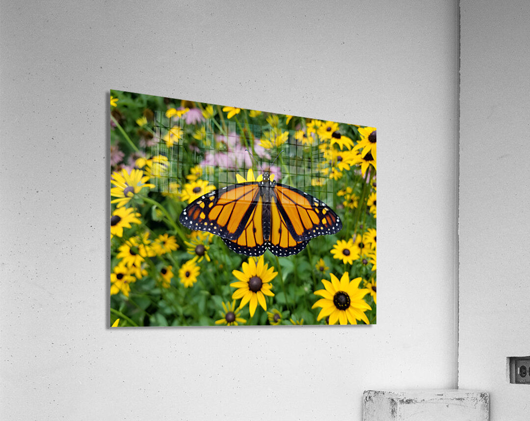 Monarch & Black Eyed Susan Acrylic Print