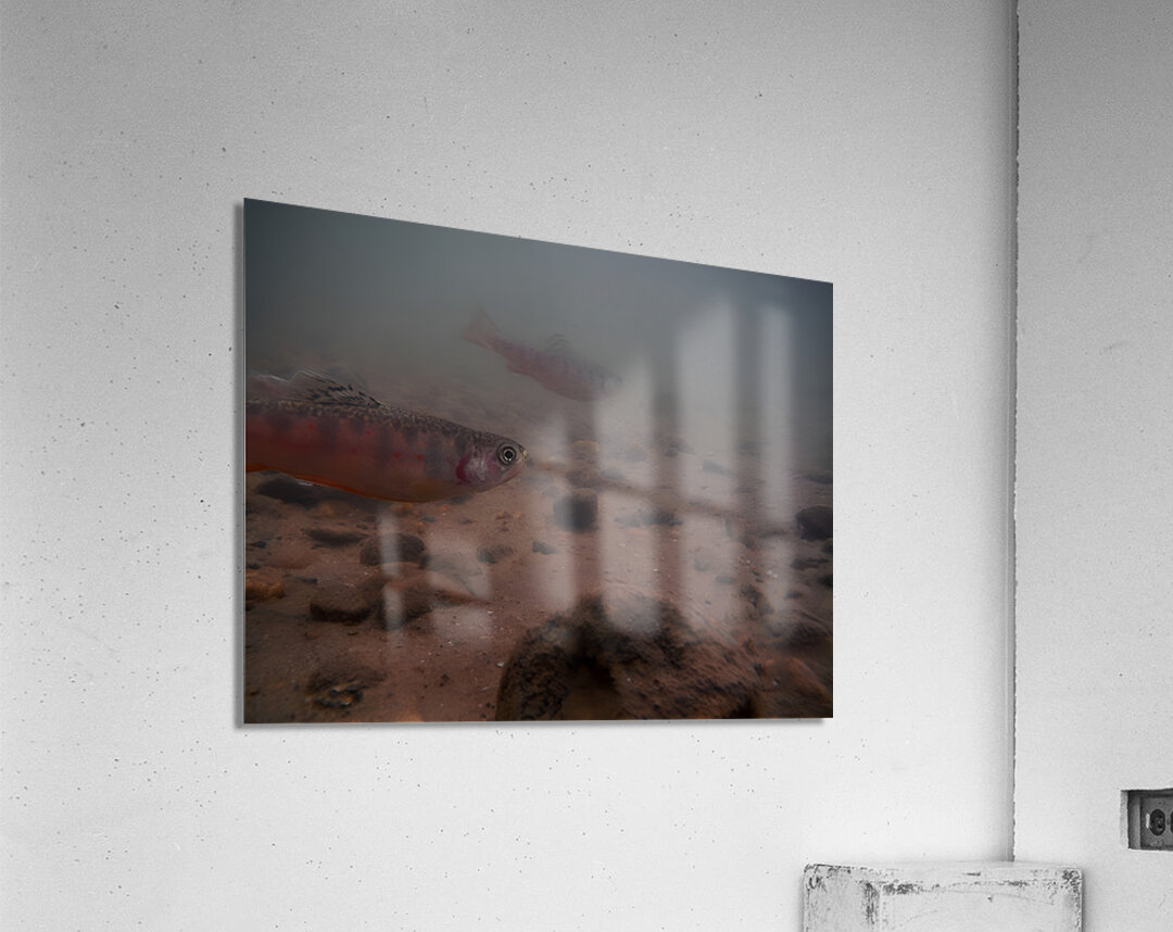 Shade Brook Trout Fave 1 Acrylic Print