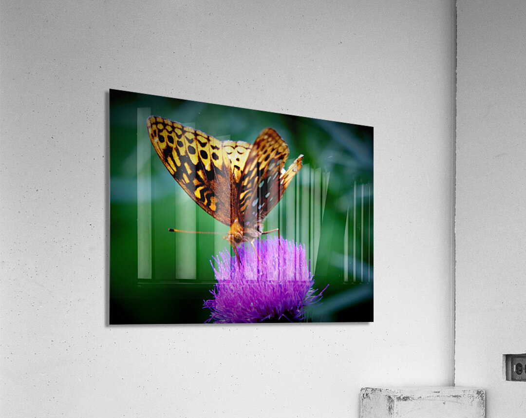 Butterfly On Thistle Acrylic Print