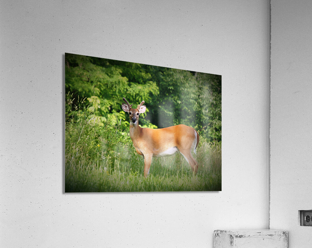 Velvet Buck Acrylic Print