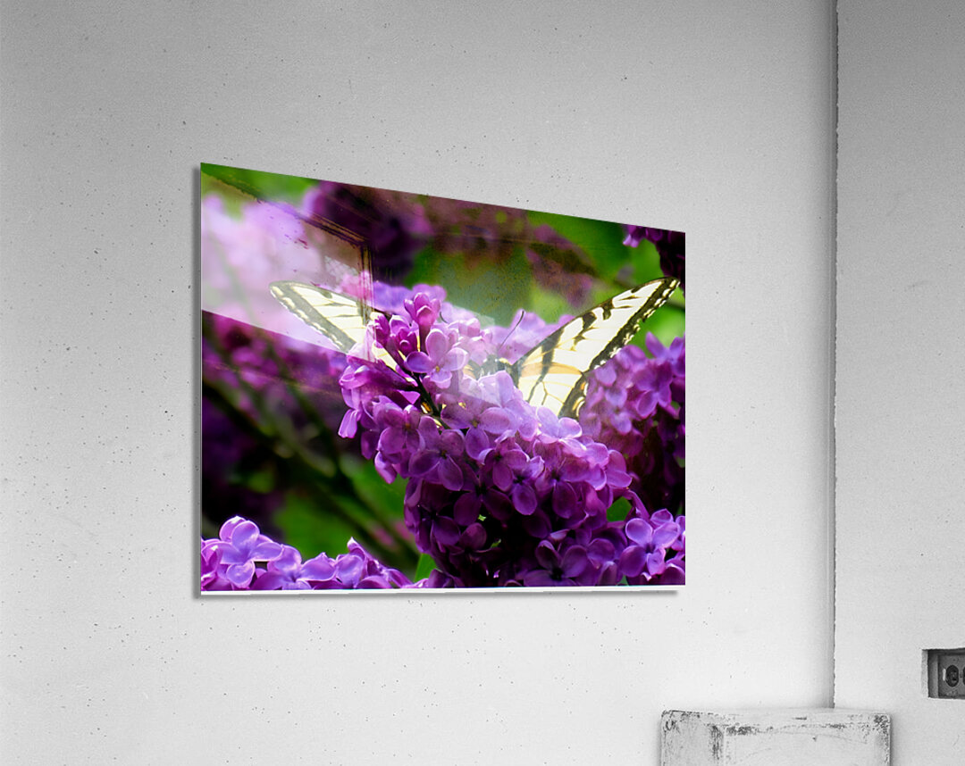 Swallowtail On Lilacs Acrylic Print