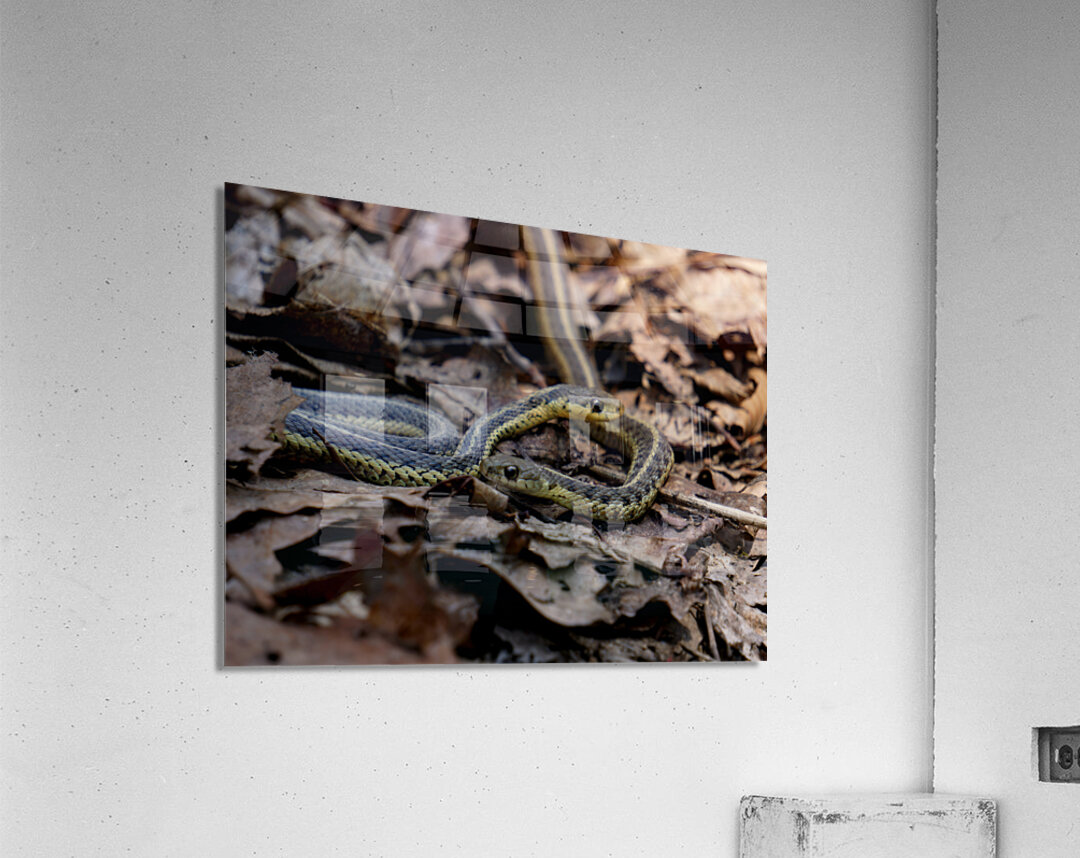 Garter Snakes Acrylic Print