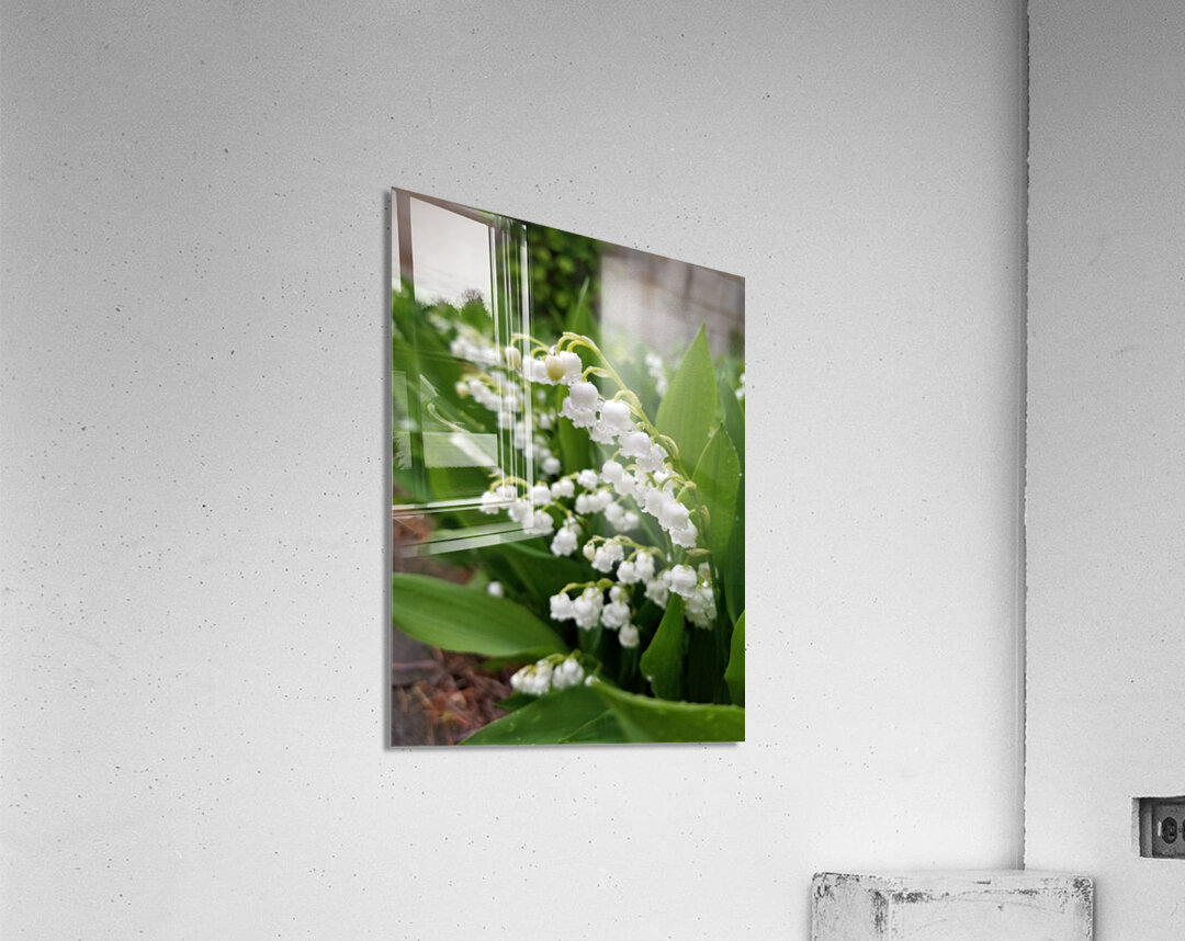 Lily Of The Valley Acrylic Print