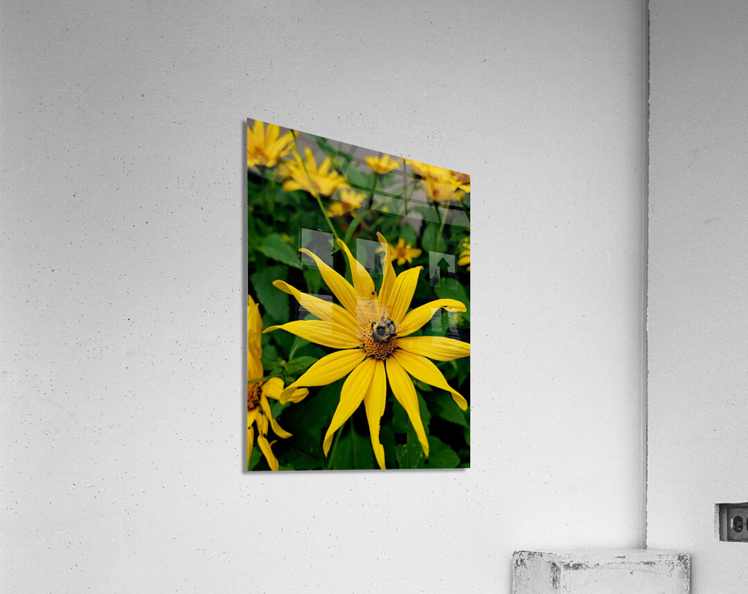 Bumblebee On Helianthus Acrylic Print