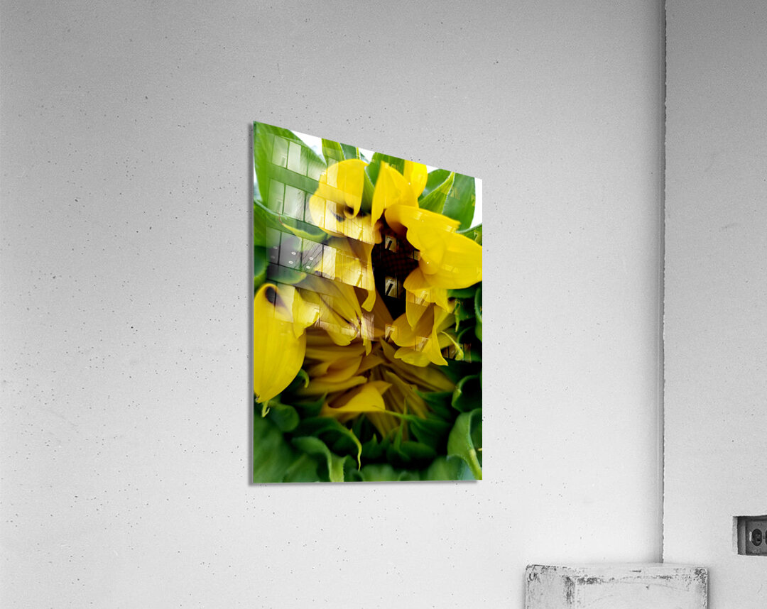 Sunflower Peek Acrylic Print