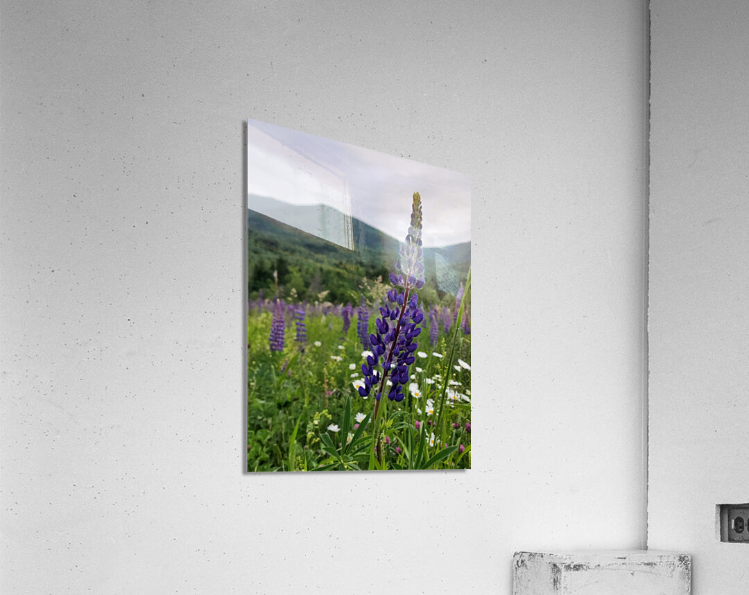 White Mountain Lupines Acrylic Print