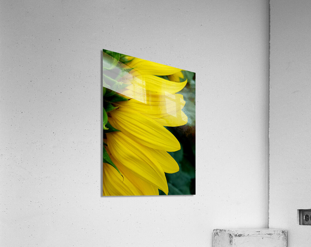 Sunflower Portrait 1 Acrylic Print