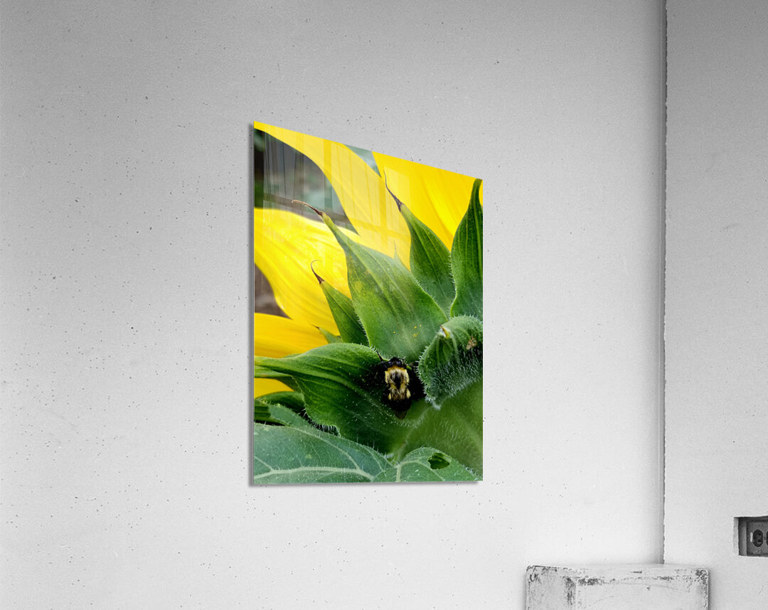 Sunflower Bumblebee Acrylic Print