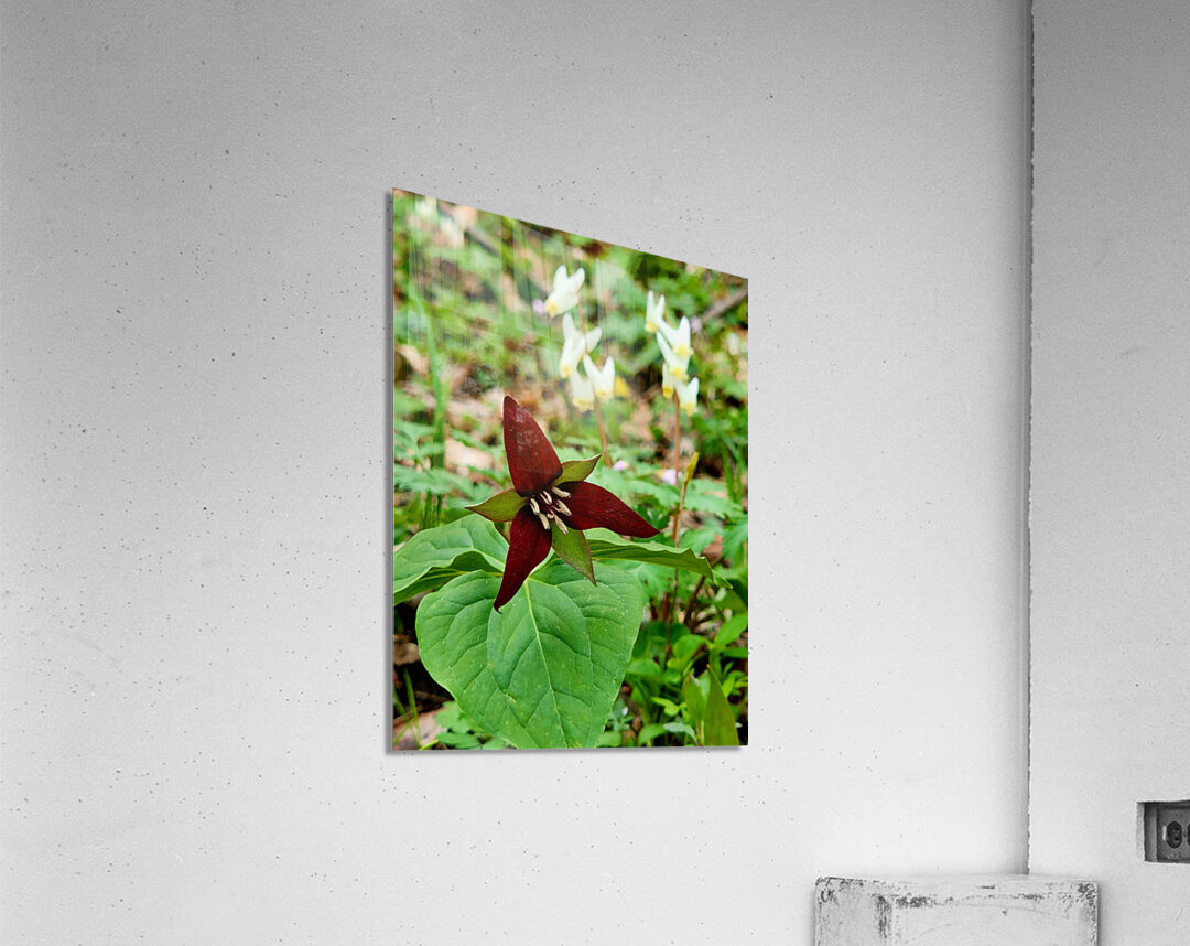 Red Trillium And Dutchmans Breeches Acrylic Print