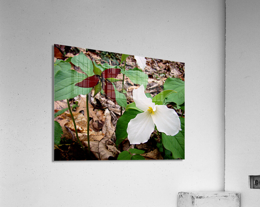 Trillium Acrylic Print