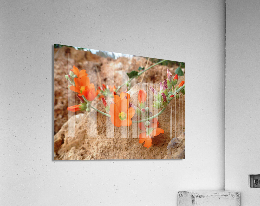 Orange Flowers Acrylic Print